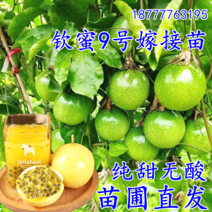 广西钦蜜9号百香果苗树果蜂蜜味黄金百香果树鸡蛋果四季爬藤带土