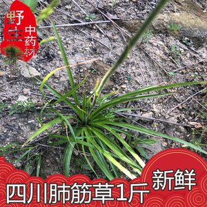 【中草药肺心草】中草药肺心草品牌,价格 - 阿里巴巴