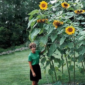 巨人向日葵种子泰坦 好吃高产抗性强可食用进口传家宝荒漠一瞥