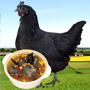 乌骨鸡散养乌骨鸡