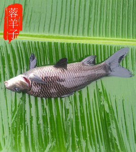 蓉羊子生鲜农家新品四川特产稀有生态放养鲜活岩鲤鱼清蒸黑鲤烤