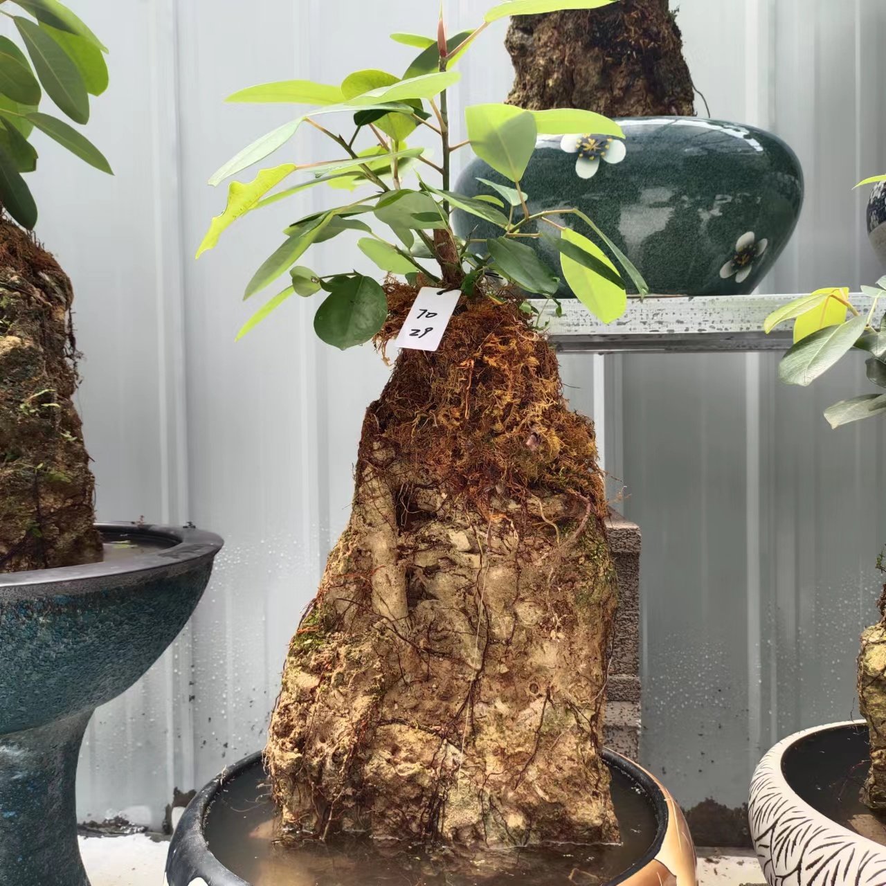 800人付款淘宝爆品吸水石云南盆景室内易养活绿植榕树四季常绿净化