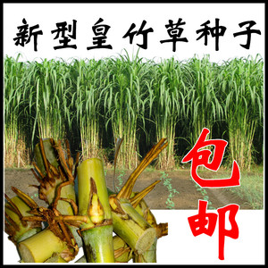 新型皇竹草种苗