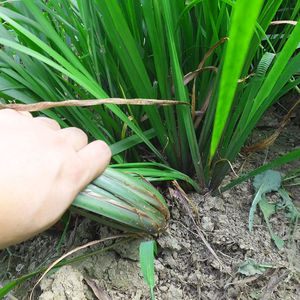 781人付款淘宝茴香菖蒲香料湖南沙姜五香草盆景随手香附石养龟水培