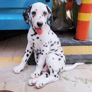 纯种大麦町犬斑点狗活体幼犬达尔马提亚犬家养中型犬短毛宠物幼崽