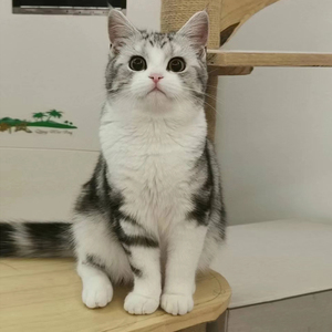 000人付款淘宝纯种美短虎斑幼猫活体加白起司猫英短蓝猫银渐层幼崽