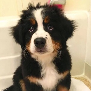 纯种伯恩山犬幼犬大型看护犬聪明温顺小朋友的伴侣犬活体宠物狗狗