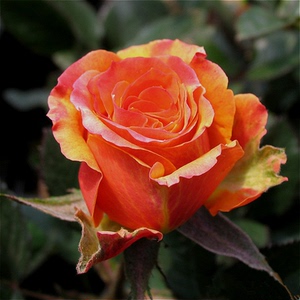 ai rose欧月 喀麦隆 大花微月系列 月季花苗阳台室内盆栽植物包邮