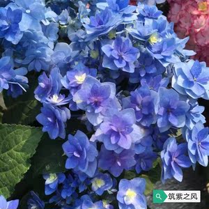 绣球花苗,筑紫之风,满60包邮