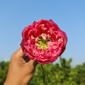 【灰分园艺】红裙 小型碗莲种藕荷花盆栽水培阳台花卉月季花园