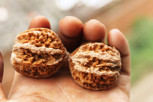 陕西秦岭灯笼文玩核桃