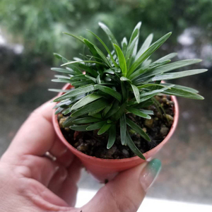35宿迁宇王园艺淘宝日本矮麦冬草耐寒别墅庭院园林绿化草坪植物带土