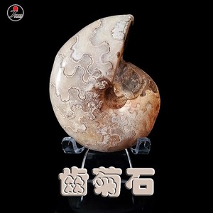 天然齿菊石鹦鹉螺化石海洋古生物动物原石矿石标本真礼品客厅摆件