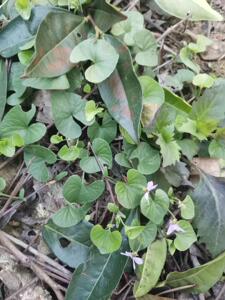 野生食用农产品新款一斤装广东省如意草中药材红白三百棒弧茎堇菜