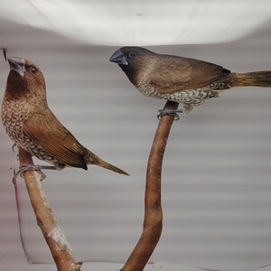 小型观赏鸟 小鸟活体放生观音鸟斑纹鸟宠物鸟保姆鸟十姐妹活鸟