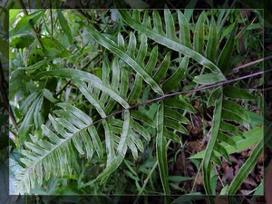 广西地道野生新鲜半边蕨 半边旗 半边锯 半边莲 单边牙凤尾草500g