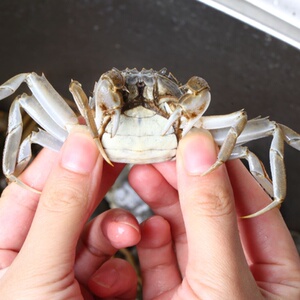 全母一元50只小螃蟹鲜活小海鲜1元蟹小河蟹香辣蟹毛蟹活体大闸蟹