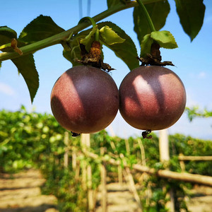 云南德宏特产西番莲百香果新鲜水果纯绿色老品种小个500g包邮