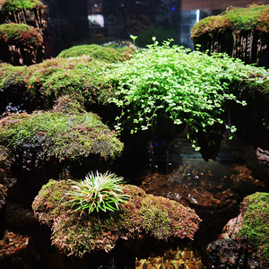 鲜活苔藓微景观植物盆栽水陆缸假山盆景草造景青苔材料白发藓短绒