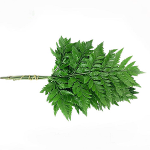 惠鲜汇 新鲜羊齿叶芒叶杨子叶草蕨10枝西餐摆盘装饰菜可食用花草