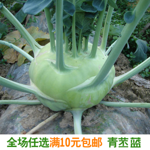 秋季青苤蓝种子水果绿苤兰球茎甘蓝盆栽蔬菜籽四季播种阳台易种植