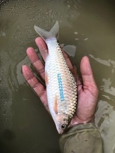 青竹新款其他淡水鲤鲃竹鲃鲤青鲋鲤黄冠绢鱼广温性杂食性鱼类活体