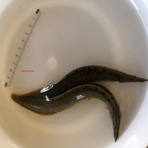 刺鳅原生鱼冷水观赏中华大刺鳅鱼苗刀鳅沙鳅淡水猪麻锯技术支持活