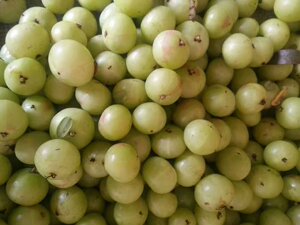 寄生茶中药材批发淘宝广西野生余甘果寄生牛甘树寄生余甘子寄生油甘