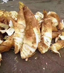 新鲜现挖现发浙江上虞高山竹笋春笋4斤农家蔬菜黄泥拱毛笋黄芽笋