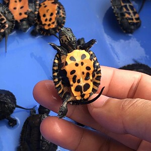 2020黑颈杂草龟黑杂花龟草龟苗黑花观赏龟头苗宠物龟水龟乌龟活体