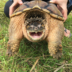 外塘肉龟龟北美大小鳄龟肉食用观赏杂佛宠物龟头苗乌龟活物