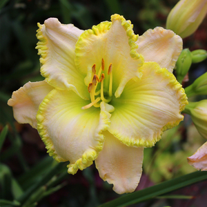 44镜花缘花艺馆淘宝萱草花苗大花萱草花忘忧草宿根耐寒四季常青庭院
