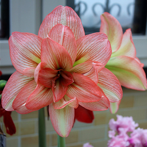 南非朱顶红僵尸 复瓣双瓣双层花瓣