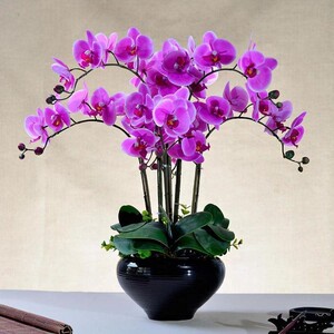 蝴蝶兰花苗盆栽带花苞带花剑兰花大苗客厅室内植物花卉四季好养活