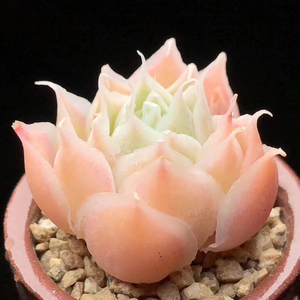 蓝丝绒多肉群生多肉植物稀有品种罕见老桩韩国进口贵货一物一拍