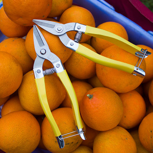 不锈钢摘果剪柑橘剪圆头剪果子剪柑桔剪平头直头水果采摘剪刀包邮