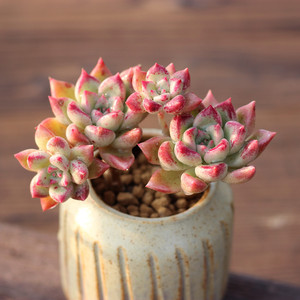 绚丽璀璨多肉植物精养多头小老桩好养会出血斑稀有萌肉肉四季盆栽