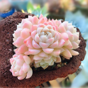 阿尔巴白月影群生多肉植物奶油白色稀有萌肉肉办公室阳台四季盆栽