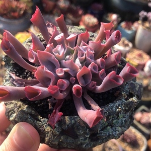 猪鼻子多肉植物魔笛进口稀有小贵货精品趣味萌肉肉办公室组合盆栽