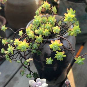 薄化妆多肉植物悬崖老桩精品大颗好养办公室稀有萌肉组合盆栽包邮