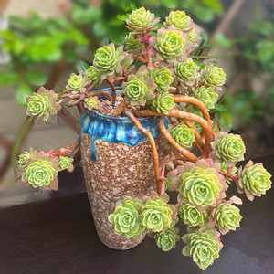 绿蔷薇多肉植物造型老桩群生多头易养悬崖大颗好养稀有萌肉肉包邮