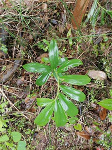 新鲜闭鞘姜白石笋罗汉姜野生正宗广商陆水蕉花樟柳头姜中药材