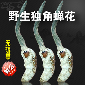 精选野生公蝉花独角金蝉花正宗蝉公蝉蛹草饱满带花虫花500克包邮