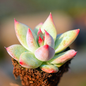 迷你多肉植物野卡原始卡罗拉嘟嘟爱肉肉办公室桌面盆栽花卉园艺