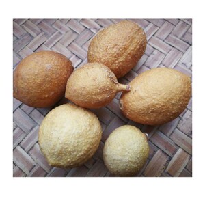 广西屈头鸡果中药材马槟榔果500克树屈头鸡新鲜晒干马金南山槟榔