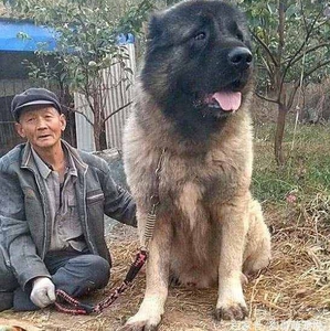 300斤高加索犬图片