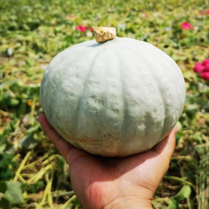 特级新疆火焰山板栗南瓜金丝贝贝板栗银栗味沙漠大南瓜宝宝辅食甜