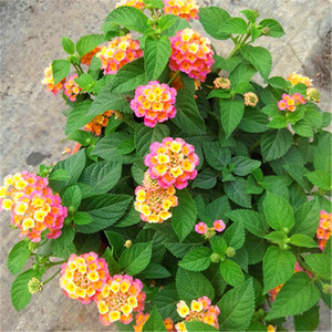 五色花五色梅盆栽马缨丹庭院花卉耐高温爆晒不死花开不断易爆盆