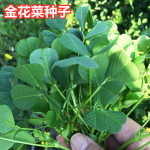 金花菜种子草头苜蓿四季盆栽蔬菜种孑上海大叶黄花草头金花菜种籽