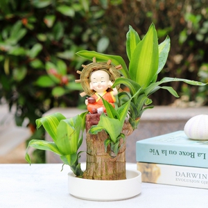 巴旦木盆栽适合办公室放的绿植盘景无土水培植物室内不需要阳光